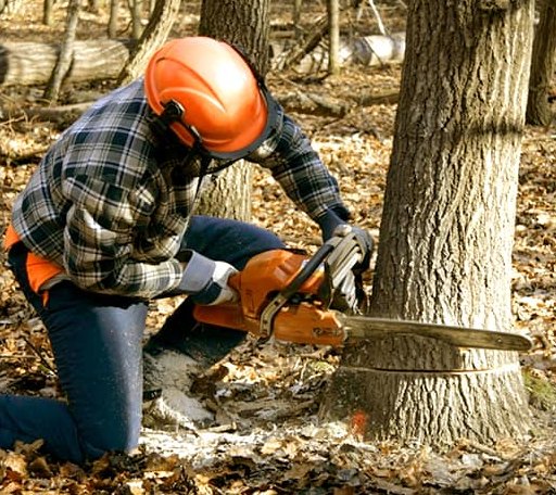Tree Removal in Waite, ME
